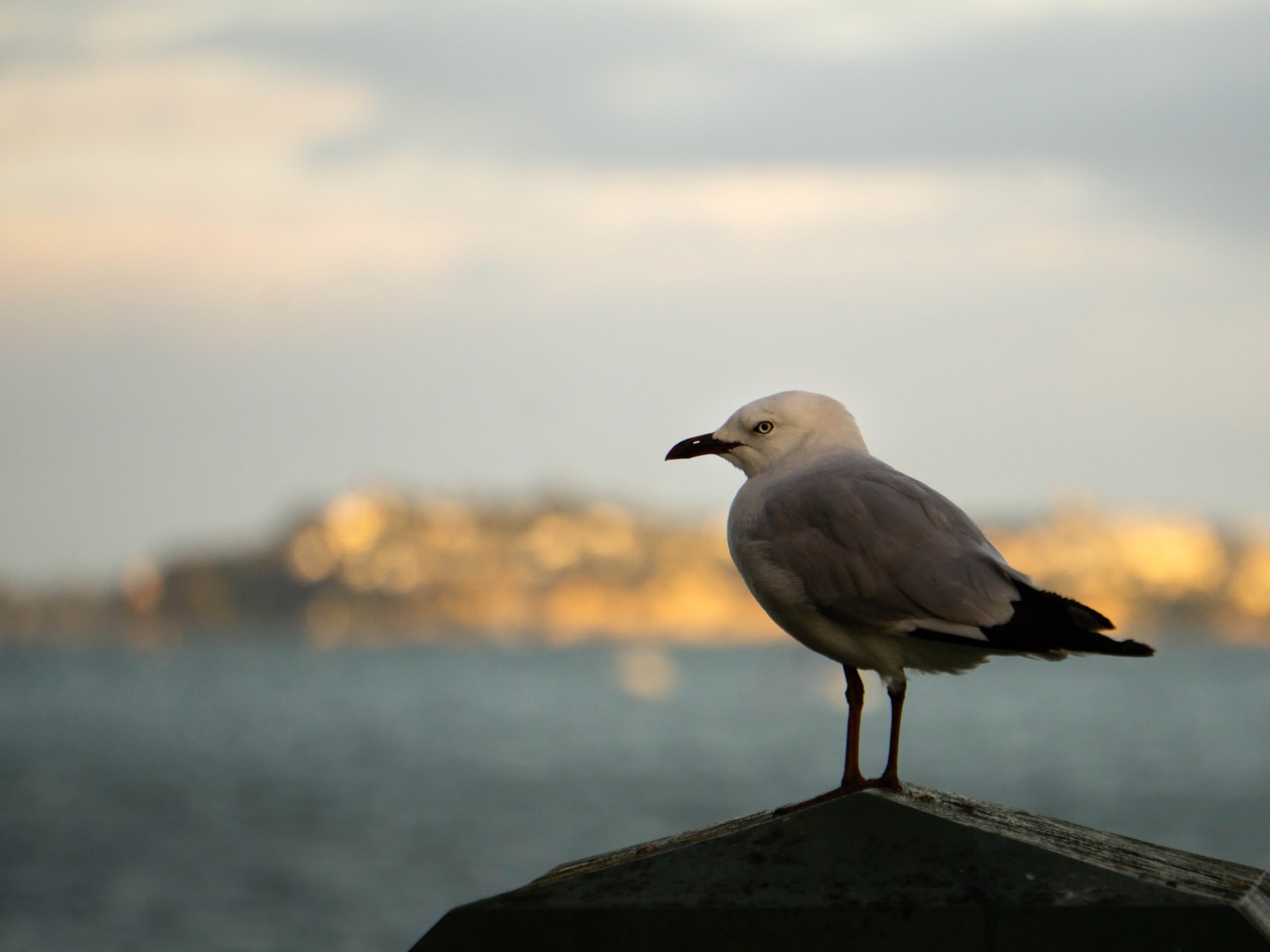 Seagull in Devonport
