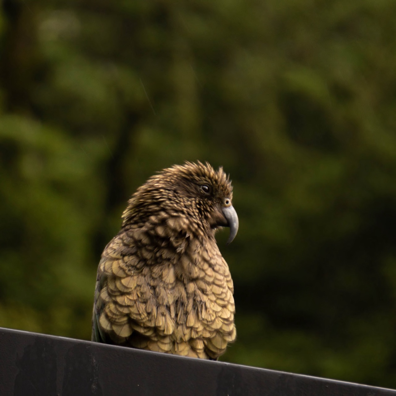 Kea-Bird at the Milford Sound Road